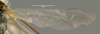 Media type: image;   Entomology 609528 Aspect: hind wing